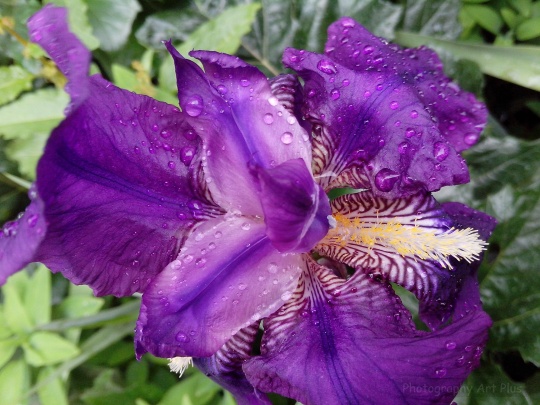 Flor iris